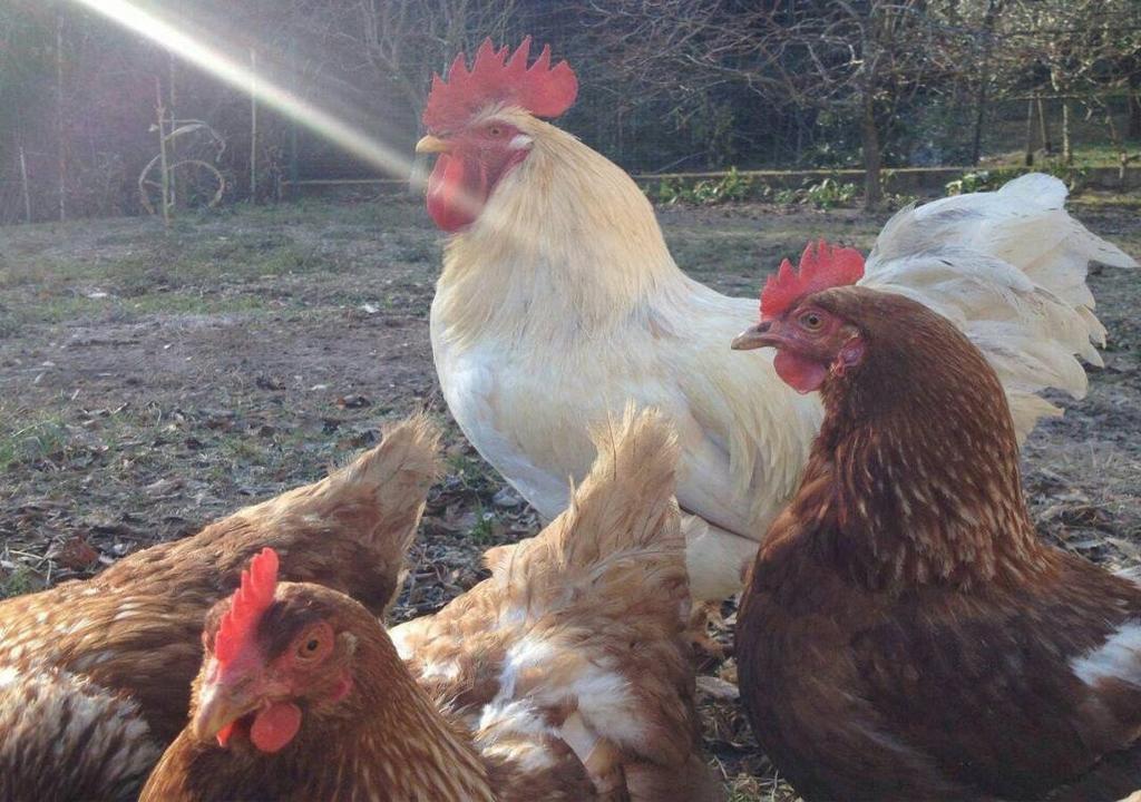 Collina E Mare Hébergement de vacances